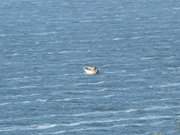 Gestreift: Fischerboot auf der Wasserflche des Peenestroms.