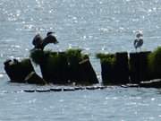 Usedomer Kste zum Stettiner Haff: Kormoran auf Buhne.