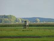 Silbriges Pappellaub: Der Lieper Winkel im Hintergrund.