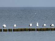 Ideal zum Schwimmen: Ostseewasser beim Seebad Zempin.