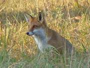 Aufmerksamer Beobachter: Fuchs im Thurbruch auf der Insel Usedom.