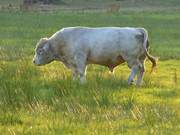 Kulturlandschaft Usedomer Thurbruch: Stier auf der Weide.