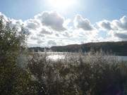 Im Sonnenlicht: Schilf am Kleinen Krebssee bei Neu-Sallenthin.