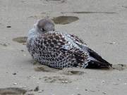 Nur scheinbar schlafend: Mwe am Ostseestrand von Stubbenfelde.