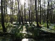 Hochmoor auf der Insel Usedom: Nordufer des Mmmelkensees.