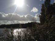 Herbstfarben im Seebad Loddin: Silbriges Schilf am Klpinsee.