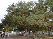 Wanderungen im Herbst: Strandpromenade von Zinnowitz.