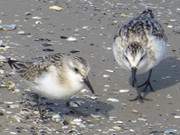 Strandlufer auf dem Sandstrand des Ostseebades Trassenheide.