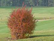Herbst im Hinterland von Usedom: Golfplatz bei Balm.