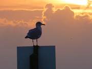 Sonnenuntergang ber dem Achterwasser: Hafen ckeritz.