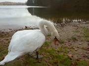 Schwan am Wolgastsee: Badestrand bei Korswandt.