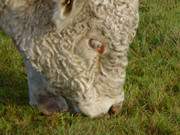 Zwischen den Seebdern Koserow und Loddin: Stier auf der Weide.