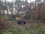 Holzgewinnung: Auf dem Galgenberg des Seebades Loddin wird geholzt.