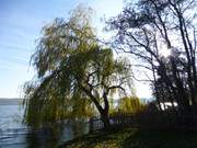 Usedomer Hinterland: Weide in Stoben am Schmollensee.