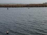 Kormorane beim Abflug: Die Melle im Seebad Loddin.