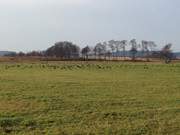 Wildgnse: Wiesenland am Achterwasser bei Pudagla.