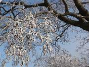 Im Wiesenland zwischen ckeritz und Stagnie: Erlen im Schnee.