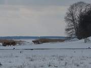 Schutz vor dem Schnee: Rinder am Achterwasser.