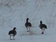 Futtersuche: Wildgnse auf verschneiten Weiden am Hftberg.