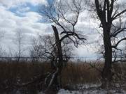 Halbinsel Gnitz: Schilfgrtel an Achterwasser und Peenstrom.