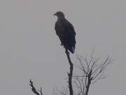 Alles im Blick: Seeadler auf der Halbinsel Lieper Winkel.