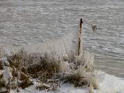 Vereister Weidezaun am Achterwasser: Winter auf dem Loddiner Hft.