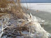 Halbinsel Loddiner Hft: Vereistes Schilf am Achterwasser.