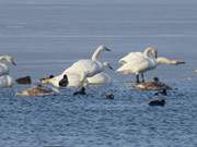 Gelegentlicher Wintergast auf Usedom: Singschwne auf dem Achterwasser.