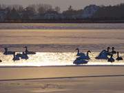 Abendsonne auf dem Achterwasser: Singschwne als Wintergast.