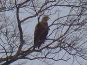 Sdlich des Bernsteinbades ckeritz: Seeadler auf der Steilkste.