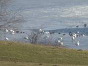 Schwne, Enten, Blesshhner: Wasservgel auf dem Achterwasser.