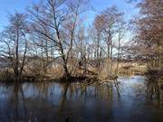 Seebad Heringsdorf: Im Osten Usedoms liegt der Gothensee.