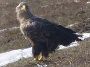 Grimmiger Blick: Seeadler auf dem Loddiner Hft.