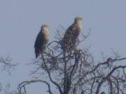 Naturpark Insel Usedom: Ein Seeadlerpaar blick ber das Achterwasser.