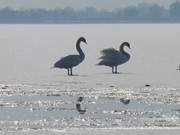 Auf dem Achterwasser: Singschwne machen durch Rufe auf sich aufmerksam.