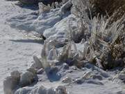 Schilf glasiert: Eis am Achterwasser nahe des Hafens von ckeritz.