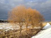 Winterliches Farbenspiel: Am Deich der Melle bei Loddin.