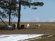 Sonne genießen: Nahe Neppermin erwarten Rinder das Ende des Winters.