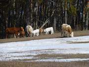 Nochmal am Schnee nagen: Rinderherde im Usedomer Hinterland.