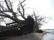 Umgestrzter Baum am Nepperminer See, einem Arm des Achterwassers.