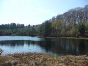 Erstes frisches Grn: Ufer des Mmmelkensees auf Usedom.