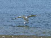 Am Ostseestrand der Insel Usedom: Mwe beim Fischen.