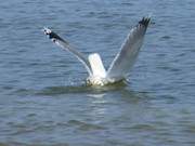 Naturpark Insel Usedom: Jagende Mwen am Strand des Seebades ckeritz.