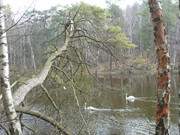 Paar: Schwne auf dem Waldsee "Schwarzes Herz".