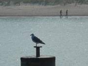 Ruhe und Bewegung: Wanderer am Ostseestrand von Zinnowitz.