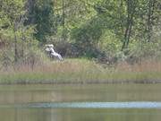 Usedom-Urlaub: Rastplatz am Ufer des Klpinsees.