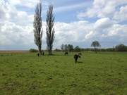 Wiesenland am Achterwasser: Zwischen Stagnie und ckeritz.