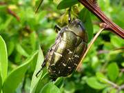 Kfer sucht nach Futter: Blhende Berberitze im Steinbock-Garten.