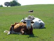 Wiederkuen: Rinder auf einer Weide auf dem Loddiner Hft.