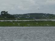 Fliegen bei Regen: Vogelschutzinsel Bmke im Achterwasser.